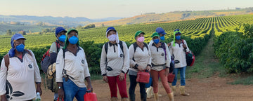 Field Report: Harvest During the Pandemic - Joe Coffee Company