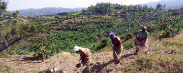 Investing in a "Bright Tomorrow" with Rwanda Ejo Heza - Joe Coffee Company