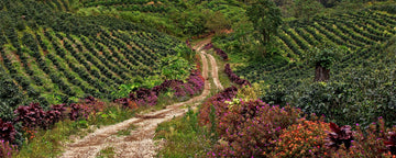 Joe x Fincas Mierisch: A Chat with Amanda Byron - Joe Coffee Company