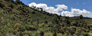 Partner Story: La Familia Guarnizo - Joe Coffee Company