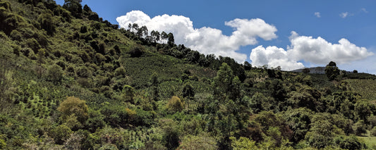 Partner Story: La Familia Guarnizo - Joe Coffee Company