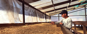 Q&A with Fincas Mierisch - Joe Coffee Company