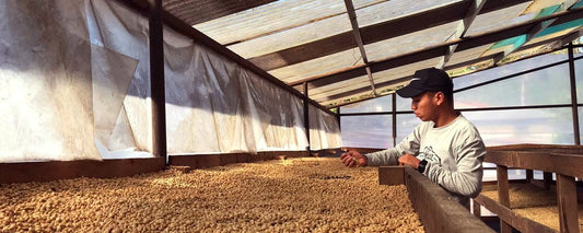 Q&A with Fincas Mierisch - Joe Coffee Company