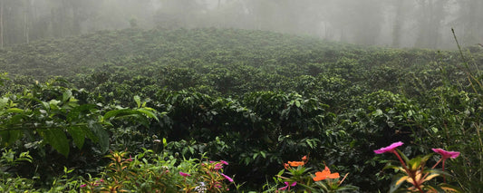Rainforest Alliance: Why We Follow the Frog - Joe Coffee Company