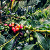 Colombia La Familia Guarnizo - Joe Coffee Company