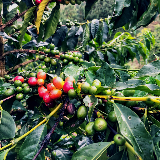 Colombia La Familia Guarnizo - Joe Coffee Company