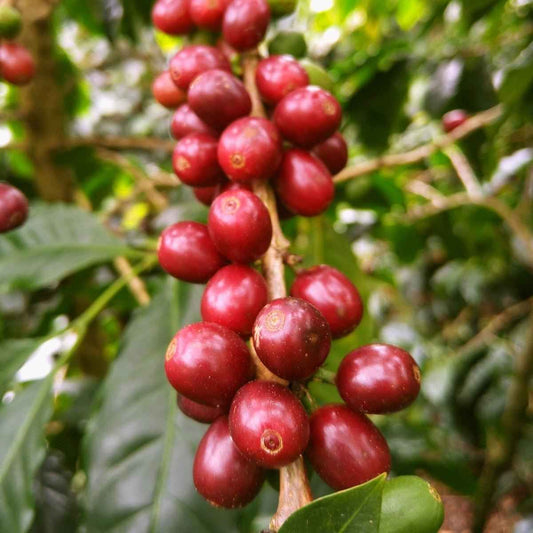 Joe Coffee Company - Nightcap Noir Decaf Coffee